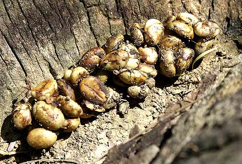   kopi-luwak-civet-poo