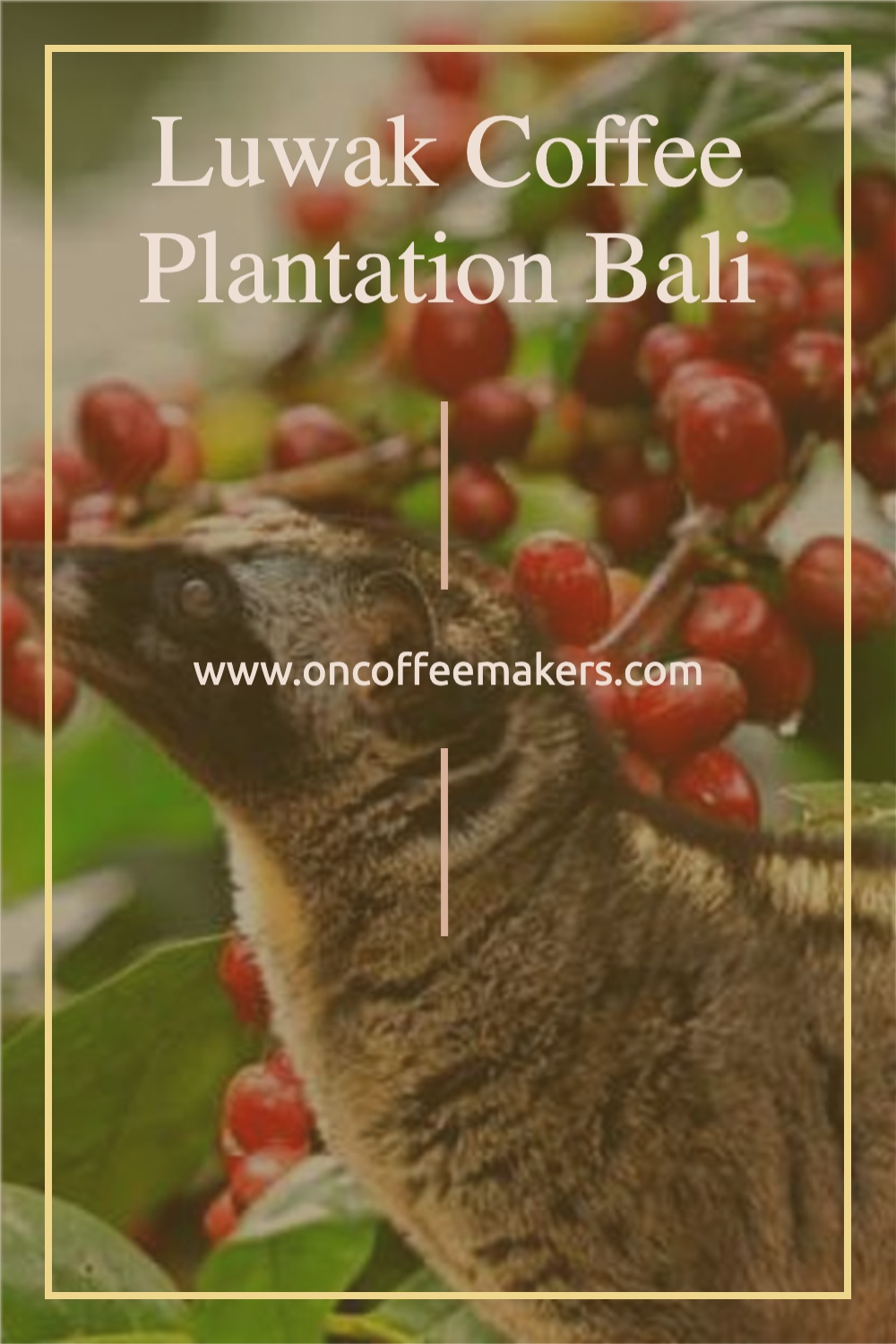 Luwak-Coffee-Plantation-Bali.jpg