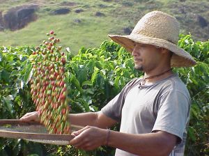 Coffee prices is going up because of bad harvest