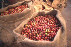 robusta-and-arabica