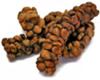 kopi luwak raw form