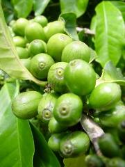 green-coffee-beans