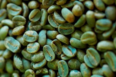 Green coffee beans can help you lose weight