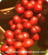 robusta-coffee-beans